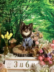 仙台ペット宿R with dogご宿泊頂きましたわんちゃんのご紹介