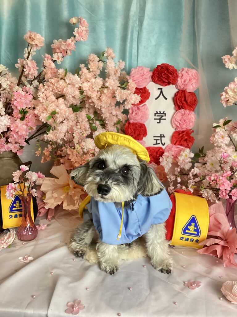 仙台ペット宿R with dogご宿泊頂きましたわんちゃんのご紹介