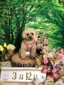 仙台ペット宿R with dogご宿泊頂きましわんちゃんのご紹介