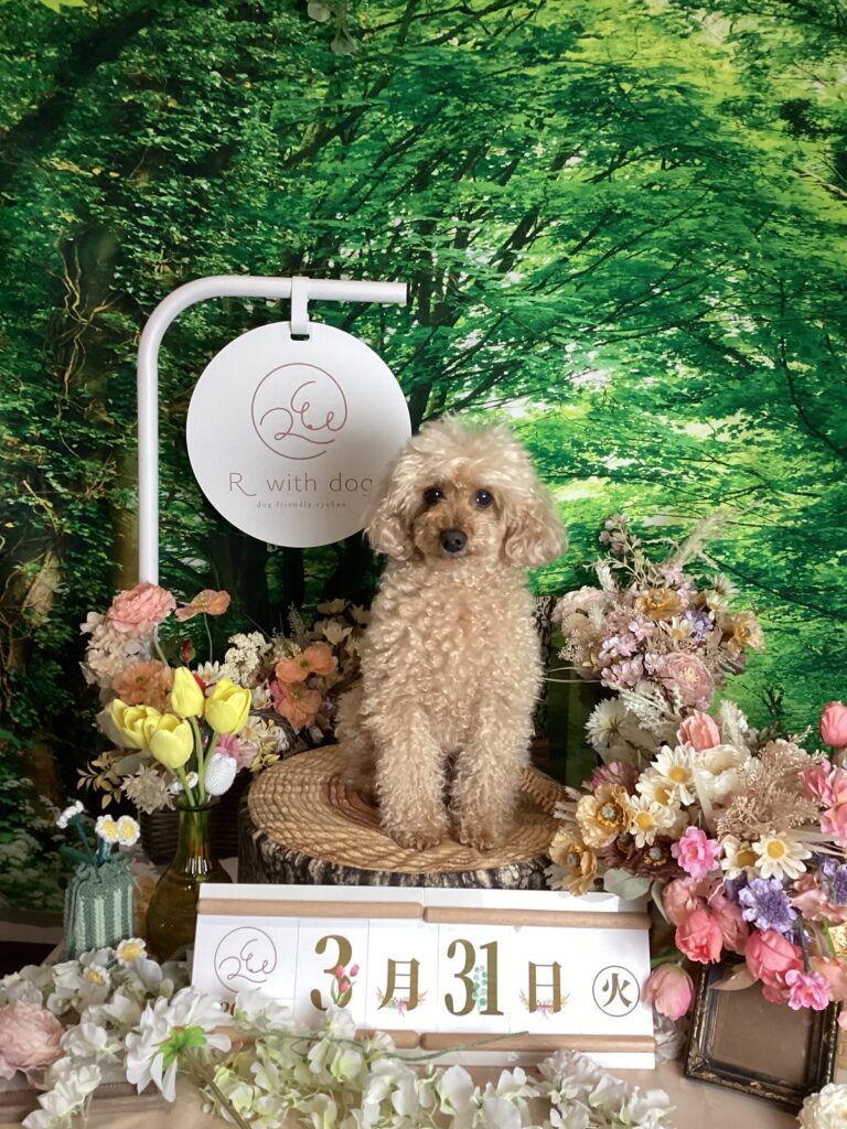 仙台ペット宿R with dogご宿泊頂きましわんちゃんのご紹介