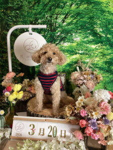 仙台ペット宿R with dogご宿泊頂きましたわんちゃんのご紹介