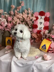 仙台ペット宿R with dogご宿泊頂きましたわんちゃんのご紹介