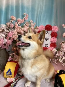 仙台ペット宿R with dogご宿泊頂きましわんちゃんのご紹介