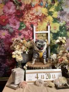 仙台ペット宿R with dogご宿泊頂きましわんちゃんのご紹介