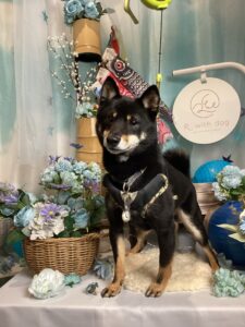 仙台ペット宿R with dogご宿泊頂きましわんちゃんのご紹介