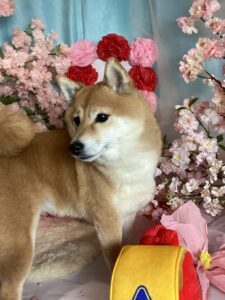 仙台ペット宿R with dogご宿泊頂きましたわんちゃんのご紹介