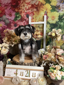 仙台ペット宿R with dogご宿泊頂きましたわんちゃんのご紹介