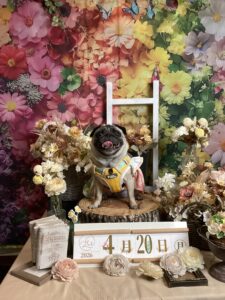 仙台ペット宿R with dogご宿泊頂きましわんちゃんのご紹介