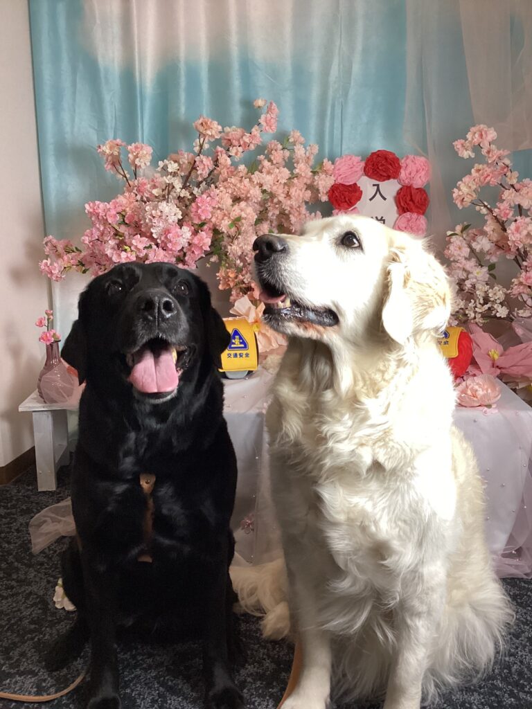 仙台ぺット宿R with dogご宿泊頂きましわんちゃんのご紹介