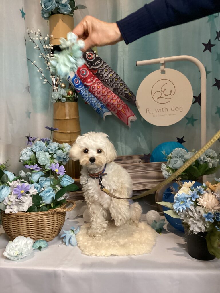 仙台ペット宿R with dogご宿泊頂きましわんちゃんのご紹介