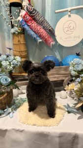 仙台ペット宿R with dogご宿泊頂きましわんちゃんのご紹介