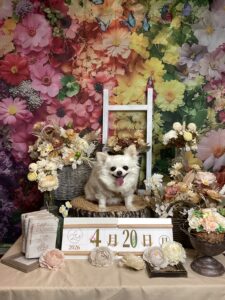 仙台ペット宿R with dogご宿泊頂きましわんちゃんのご紹介