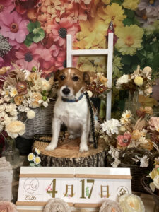 仙台ペット宿R with dogご宿泊頂きましたわんちゃんのご紹介