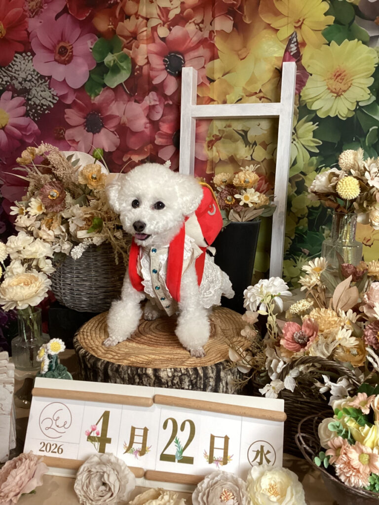 仙台ペット宿R with dogご宿泊頂きましたわんちゃんのご紹介