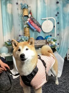 仙台ペット宿R with dogご宿泊頂きましわんちゃんのご紹介