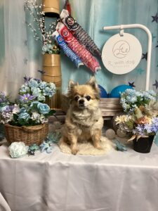 仙台ペット宿R with dogご宿泊頂きましわんちゃんのご紹介