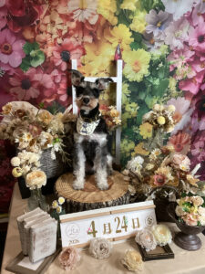 仙台ペット宿R with dogご宿泊頂きましたわんちゃんのご紹介