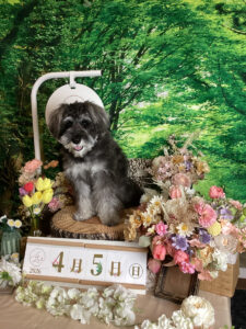 仙台ペット宿R with dogご宿泊頂きましたわんちゃんのご紹介