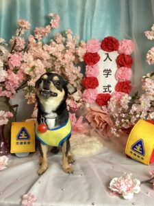 仙台ペット宿R with dogご宿泊頂きましわんちゃんのご紹介