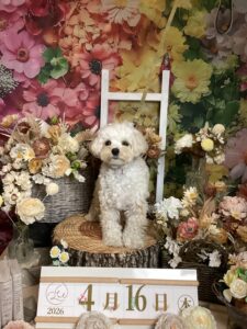 仙台ペット宿R with dogご宿泊頂きましわんちゃんのご紹介