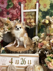 仙台ペット宿R with dogご宿泊頂きましたわんちゃんのご紹介