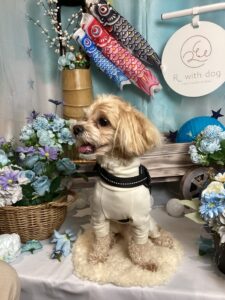 仙台ぺット宿R with dogご宿泊頂きましわんちゃんのご紹介