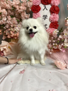 仙台ペット宿R with dogご宿泊頂きましたわんちゃんのご紹介