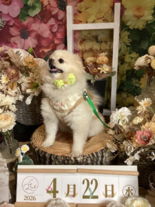 仙台ペット宿R with dogご宿泊頂きましたわんちゃんのご紹介