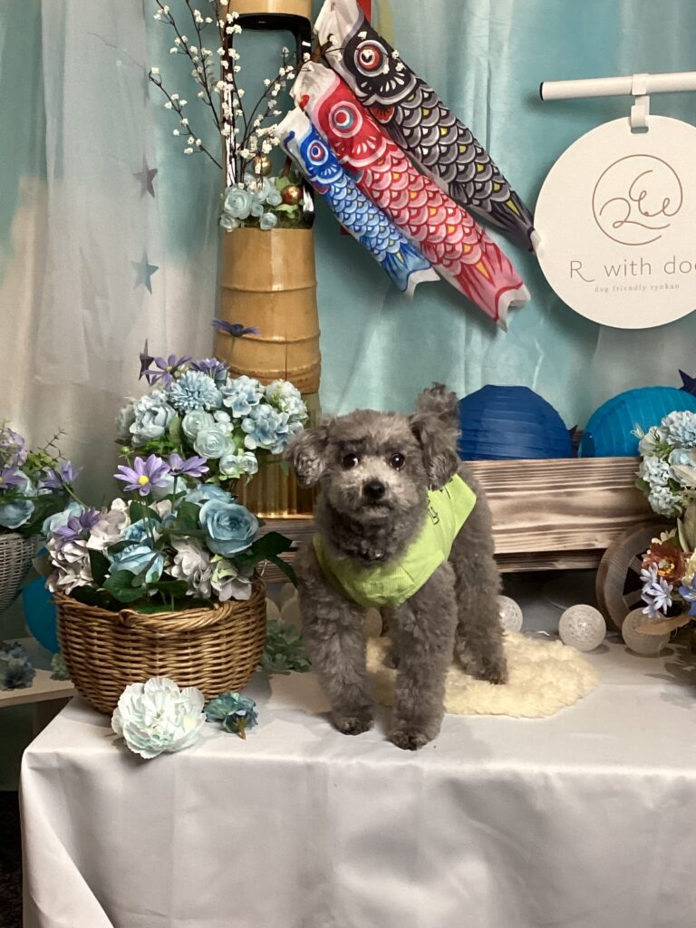 仙台ペット宿R with dogご宿泊頂きましわんちゃんのご紹介