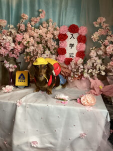 仙台ペット宿R with dogご宿泊頂きましたわんちゃんのご紹介