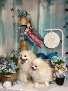 仙台ペット宿R with dogご宿泊頂きましわんちゃんのご紹介