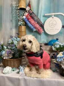 仙台ぺット宿R with dogご宿泊頂きましわんちゃんのご紹介