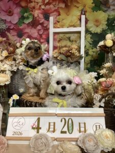 仙台ペット宿R with dogご宿泊頂きましわんちゃんのご紹介