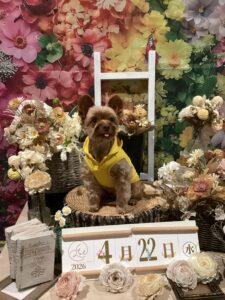 仙台ペット宿R with dogご宿泊頂きましわんちゃんのご紹介