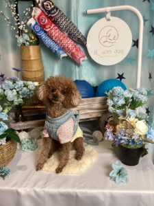 仙台ペット宿R with dogご宿泊頂きましたわんちゃんのご紹介