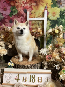 仙台ペット宿R with dogご宿泊頂きましたわんちゃんのご紹介