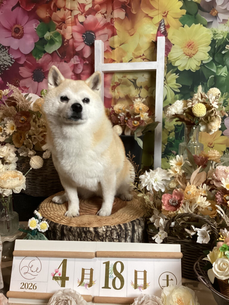 仙台ペット宿R with dogご宿泊頂きましたわんちゃんのご紹介