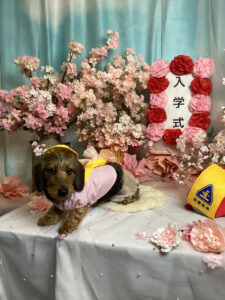 仙台ペット宿R with dogご宿泊頂きましわんちゃんのご紹介