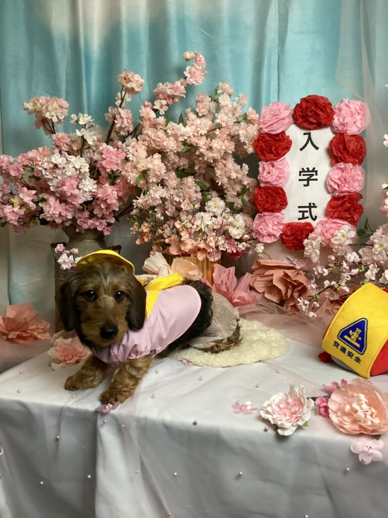 仙台ペット宿R with dogご宿泊頂きましわんちゃんのご紹介