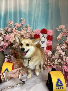 仙台ペット宿R with dogご宿泊頂きましわんちゃんのご紹介