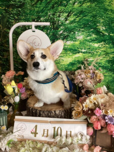 仙台ペット宿R with dogご宿泊頂きましわんちゃんのご紹介