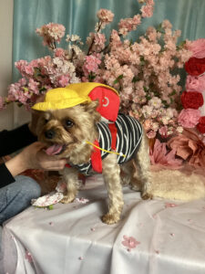 仙台ペット宿R with dogご宿泊頂きましたわんちゃんのご紹介