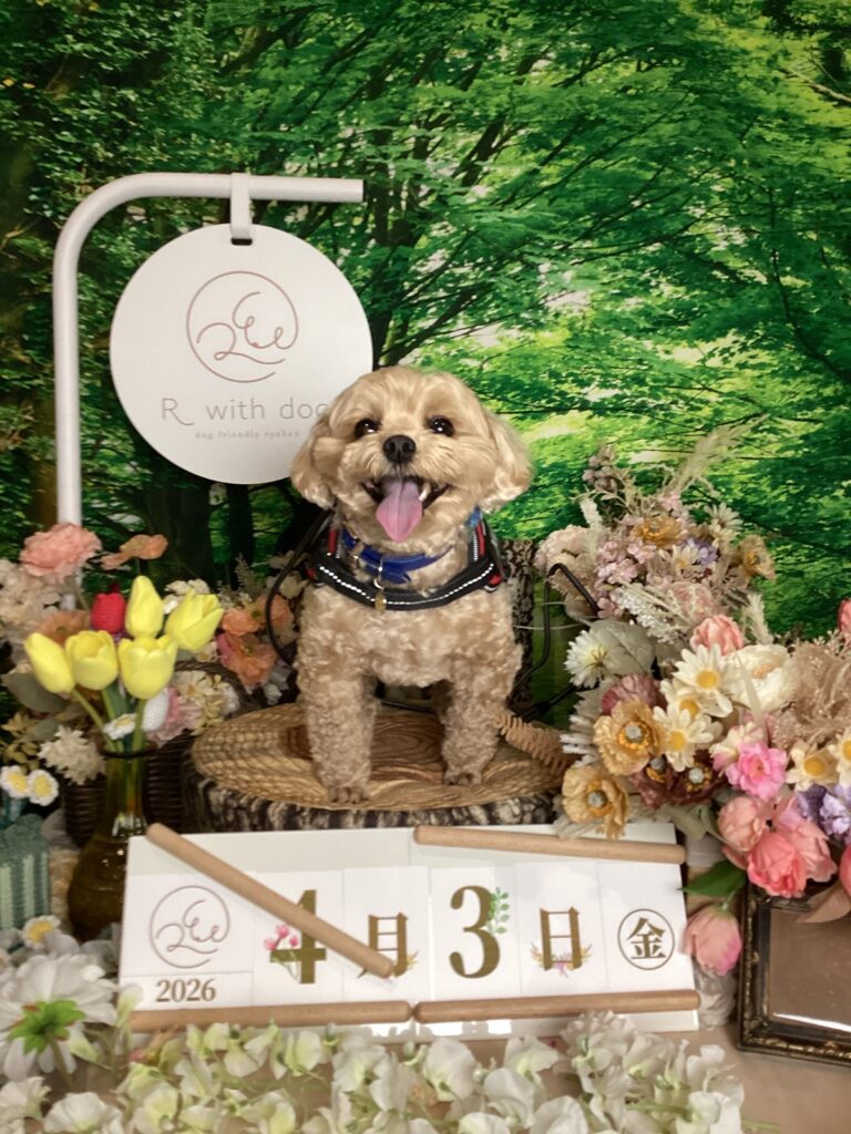 仙台ペット宿R with dogご宿泊頂きましわんちゃんのご紹介