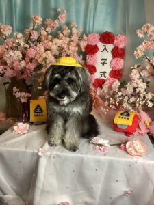 仙台ペット宿R with dogご宿泊頂きましたわんちゃんのご紹介