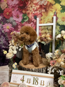 仙台ペット宿R with dogご宿泊頂きましたわんちゃんのご紹介