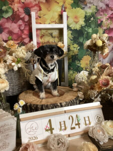 仙台ペット宿R with dogご宿泊頂きましたわんちゃんのご紹介