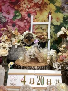 仙台ペット宿R with dogご宿泊頂きましわんちゃんのご紹介