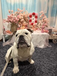 仙台ペット宿R with dogご宿泊頂きましわんちゃんのご紹介