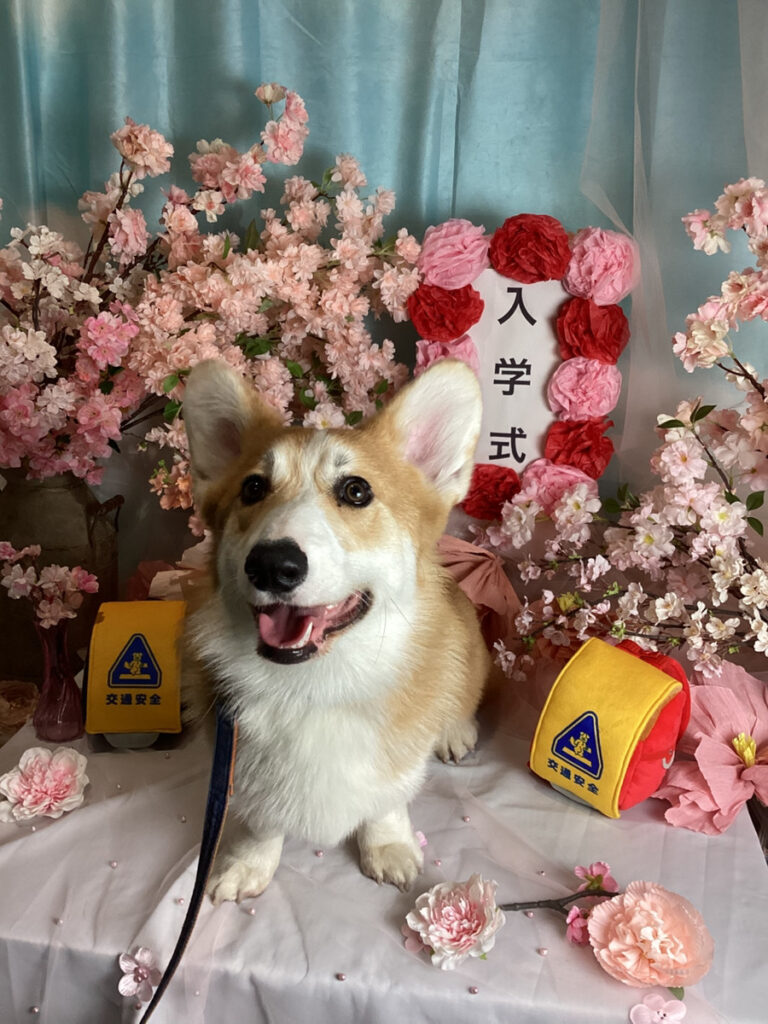 仙台ペット宿R with dogご宿泊頂きましわんちゃんのご紹介