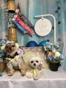 仙台ペット宿R with dogご宿泊頂きましわんちゃんのご紹介